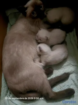 animales y mascotas - Gato siames 18 mil c/u  2