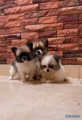 animales y mascotas - adorable cachorros pomerania macho 3