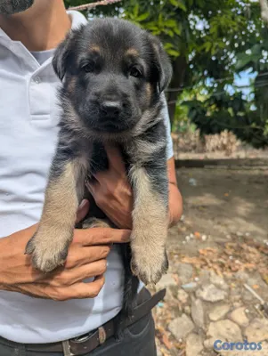 animales y mascotas - Cachorro Pastor Alemán  2