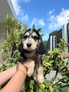 OFERTA CACHORRO COCKER SPANIEL AMBOS SEXO UBICADO 