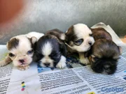 animales y mascotas - CACHORROS SHIH TZU
