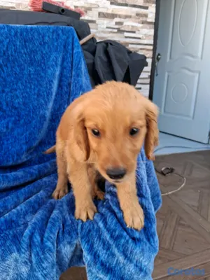 animales y mascotas - Golden Retriever no te quedes sin el tuyo  15