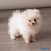 animales y mascotas - Pomerania mini macho 
