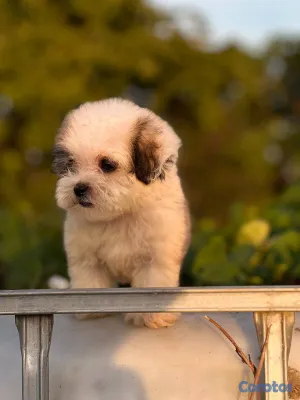 animales y mascotas - Especial de cachorro shipoo pequeñita hembra en sa 3