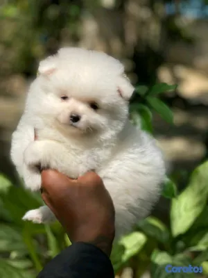 animales y mascotas - hermosos cachorritos  pomerania mini  8