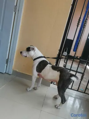 animales y mascotas - Regalo perrito porque no tengo espacio,tiene 2 año 4
