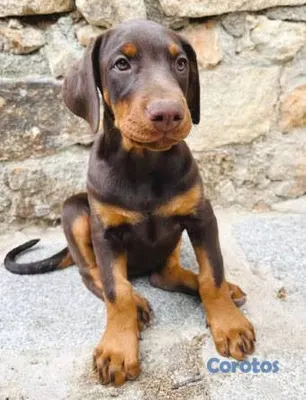 animales y mascotas - Cachorro dogverman puros sino te interesa Nome hag 3