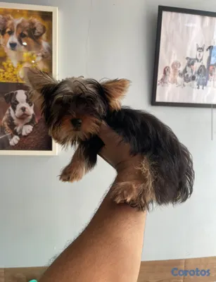animales y mascotas - Yorkie hermbra 2