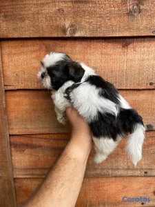 OFERTA CACHORRO SHIH TZU AMBOS SEXO UBICADO EN SANTO DOMINGO Y T
