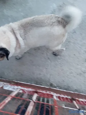animales y mascotas - Pug cachorro pequeño perro pequeño  7
