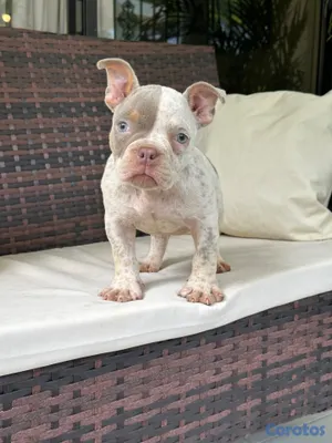 animales y mascotas - American Bully pocket exotica hembra 3