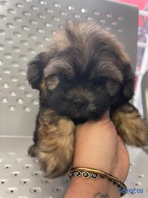 animales y mascotas - OFERTA CACHORRO SHIPOO HEMBRA EN UBICADO EN SANTO  2