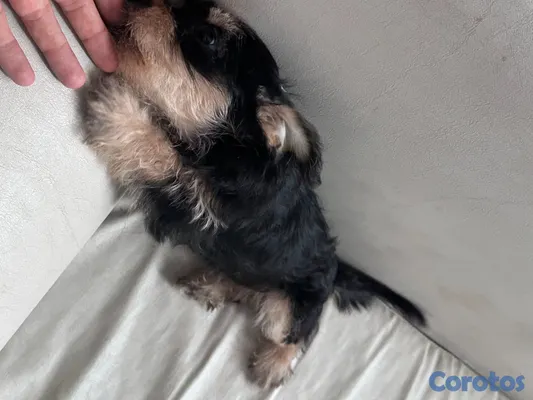 animales y mascotas - Cachorro Schnauzer Mini (HEMBRA) 3