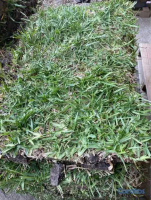 herramientas, jardines y exterior - Vendo todos tipos de paletas de zacate.

San Agustín 
Bermuda.
Zoysia.
 4