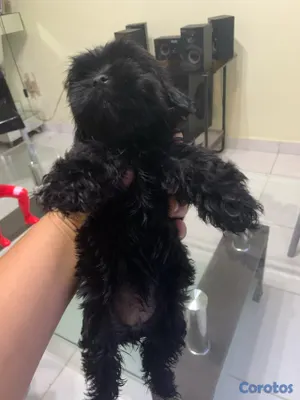 animales y mascotas - Hermosas Cachorras Shipoo, ( HEMBRAS ) madre Shitzoo Padre Shipoo DISPONIBLES, 3