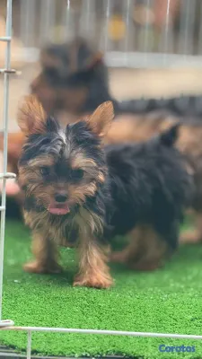 animales y mascotas - hermosos cachorritos de yorshire toy  4