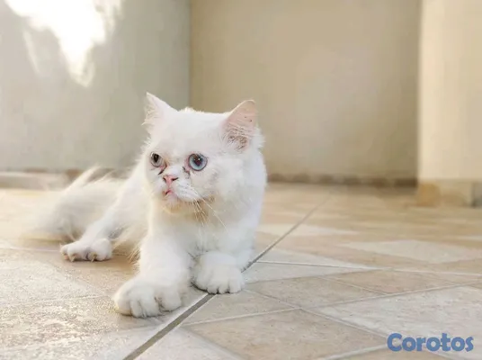 animales y mascotas - Persa blanco nieve puro ojos azules cielo, macho adulto pelo largo y esponjoso 2
