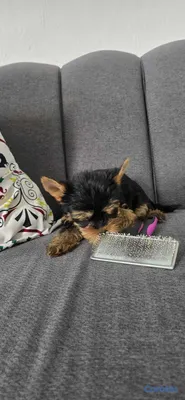 animales y mascotas - Cachorros Yorkies Ambos sexo 3
