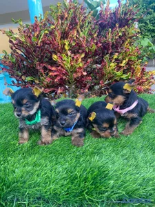 Cachorros Yorkies🐾🤍☺️