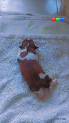 animales y mascotas - SHIPOO MACHO PARA APARTAR 💚  2