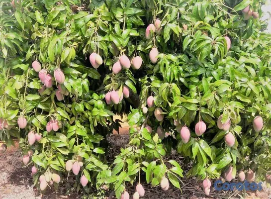 solares y terrenos - Finca de Mangos en Venta. Buena producción. Ubicado en Bani.  2