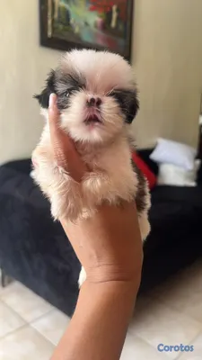 animales y mascotas - camada cachorros shih tzu %100% puro padres presente 2