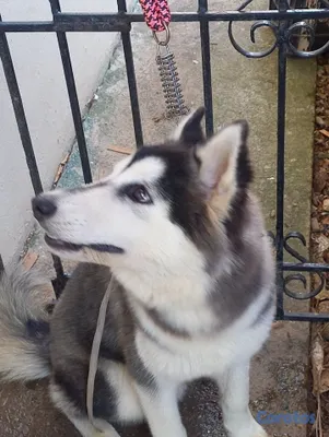 animales y mascotas - Vendo perro Alaska malamente  2