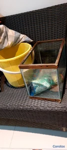 Pescera