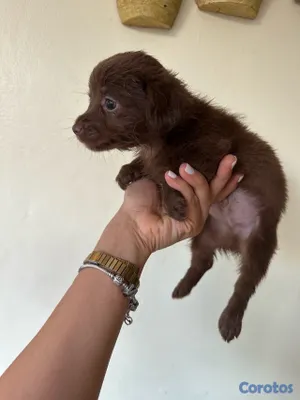 animales y mascotas - CHIHUAHUA MARIPOSA  12