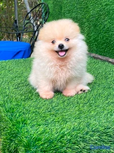 hermosos cachorritos pomerania mini