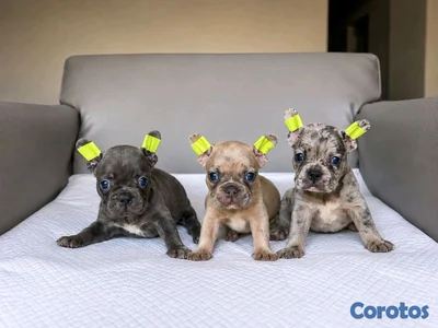 hermosos Cachorros buldog frances 