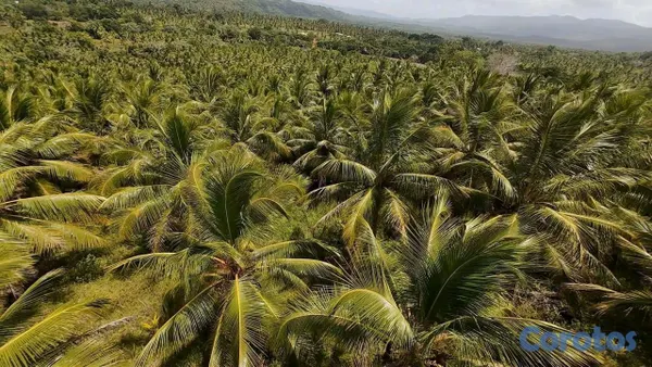 solares y terrenos - finca de 1200 tareas de coco en nagua   5