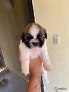 OFERTA CACHORRO SHIH TZU HEMBRA UBICADO EN SANTO DOMINGO Y TIENE ñ