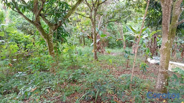 solares y terrenos - 30 TAREAS PRÓXIMO A HATO DAMAS 6