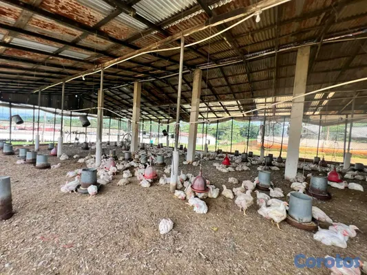 solares y terrenos - finca de criadero de animales en maimon 8