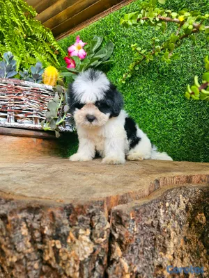 animales y mascotas - Shitpoo de calidad de Shitzu super peludo y pequeños 3