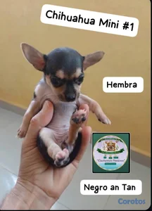 Chihuahua Mini #1 Hembra 