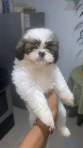 OFERTA CACHORRO SHIH ZU MACHO EN UBICADO EN SANTO 