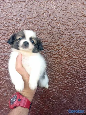 animales y mascotas - hermosos cachorritos de shipoo toy 5