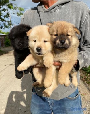 seller-logo