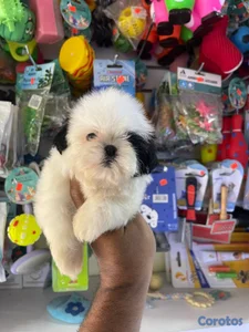 OFERTA CACHORRO SHIH TZU HEMBRA EN UBICADO EN SANT