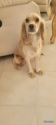 animales y mascotas - cocker Spaniel Inglés  6