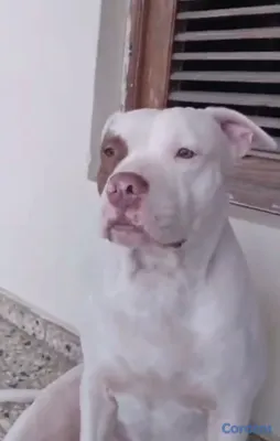 animales y mascotas - Cachorros pitbulls red nose disponibles a buen precio negociables. 5