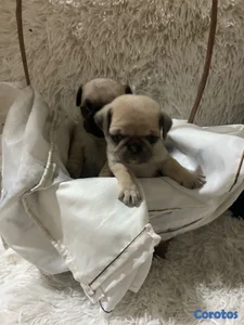 pug