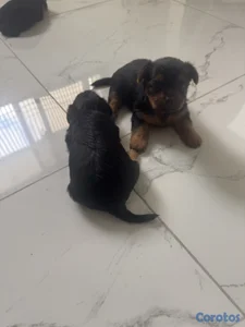Perrita yorkie 1 mes 
