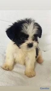 OFERTA CACHORRO SHIPOO AMBOS SEXO UBICADO EN HIGUEY Y TIENE SU VACUNAS AL DIA
