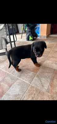 animales y mascotas - 🐾 Cachorros Rottweiler con Pedigree – Excelente Línea de Sangre 🐾 9