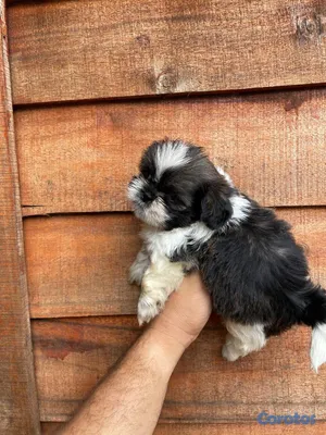 animales y mascotas - OFERTA CACHORRO SHIH TZU AMBOS SEXO UBICADO EN SAN 2