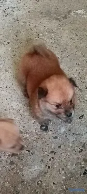 animales y mascotas - ventas de cachorros chow chow disponibles  2