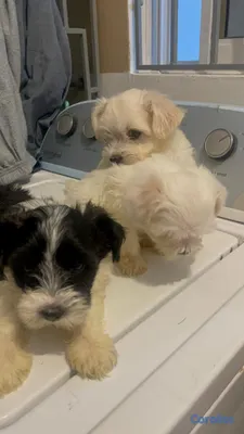 animales y mascotas - Cachorros Shihpoo  5